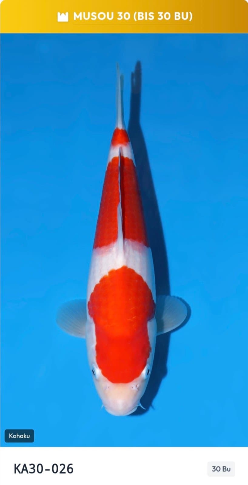 Kohaku FS-001