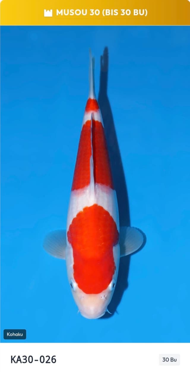 Kohaku