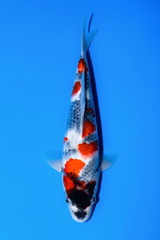 Showa Sanshoku